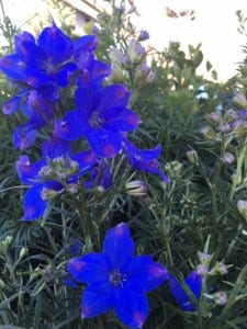 delphinium-diamonds-blue
