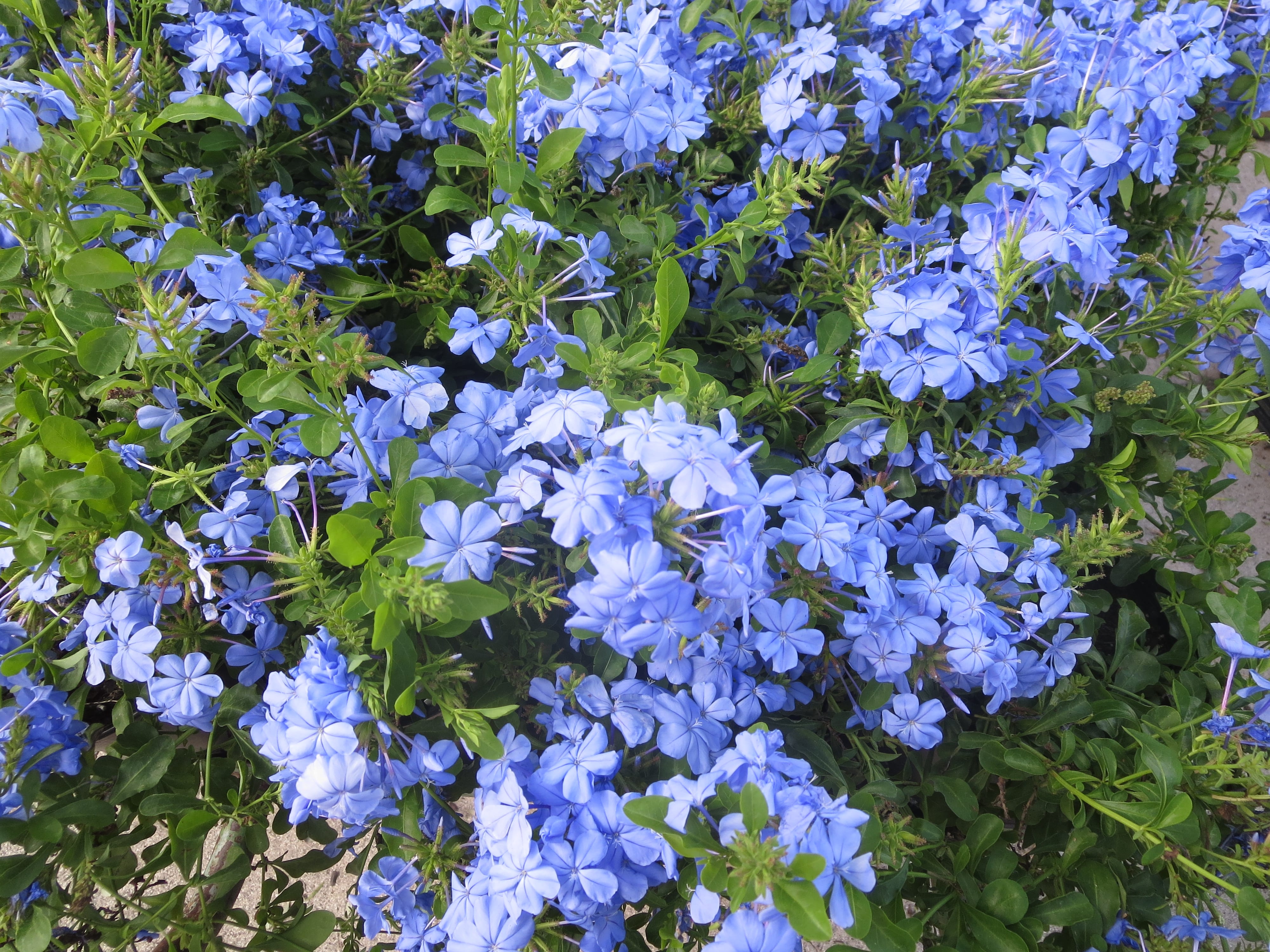 Plumbago