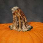 pumpkin-193653_640