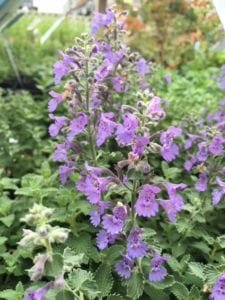 Catmint is a wonderful perennial pollinator plant.