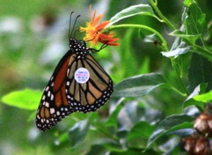monarch-jarvis-annuals-perennials tagged monarch butterfly from fall seminar at rainbow gardens