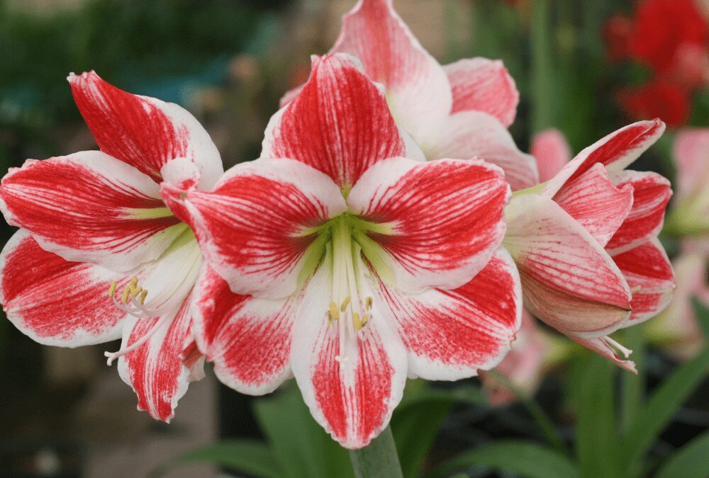 Amaryllis