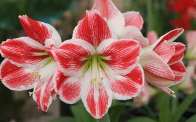 Forcing Amaryllis Bulbs Inside For Cheerful Color