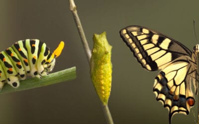 Raising caterpillars and butterflies: A newbies experience!