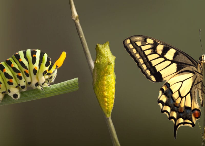 DO CATERPILLARS KNOW THAT THEY TURN INTO BUTTERFLIES? HE'S