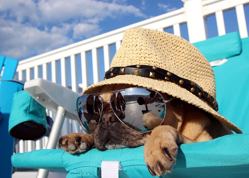 Dog in sunglasses