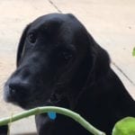 From my pet to yours, we wish safety and refreshment for all types of pets!