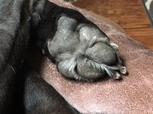 Protect the pad of your pet from hot surfaces.