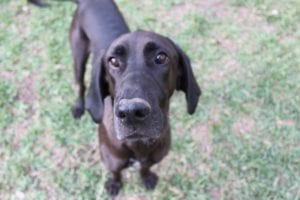 Love and protect your pet the way they love and protect us!