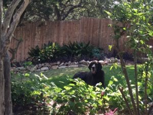 If your pet is an outdoor pet, make sure there is a shaded area for them.