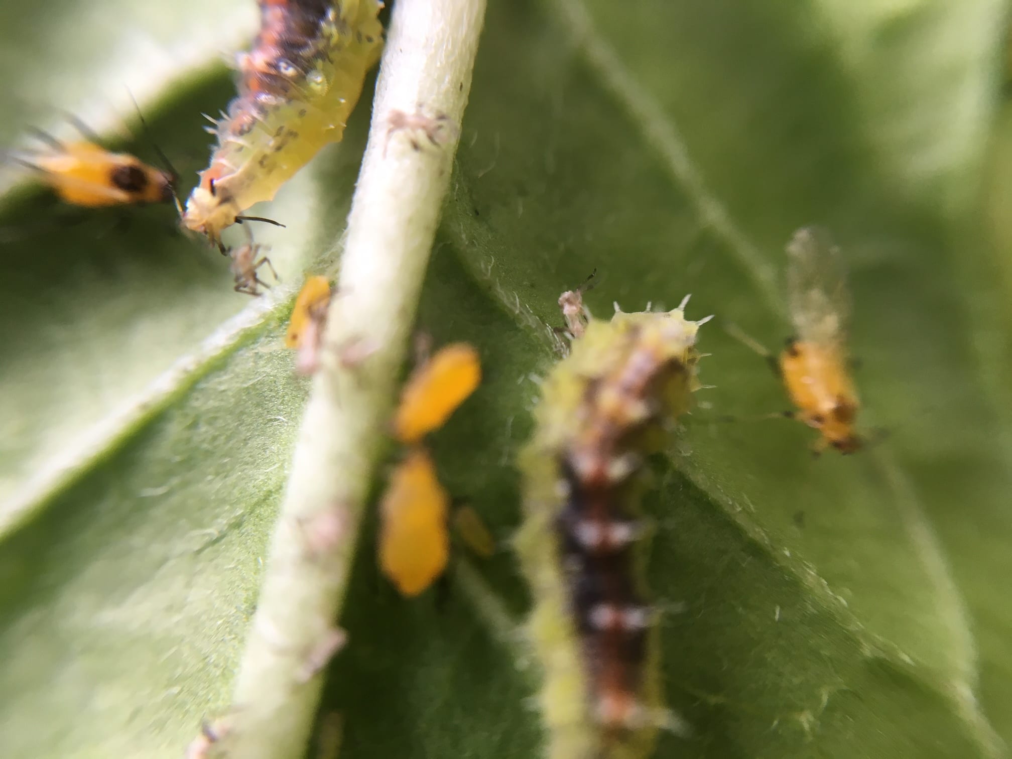 Milkweed and Aphids Nature takes its course Rainbow GardensRainbow