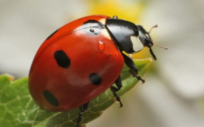 Attracting Beneficial Insects To Your Gardens