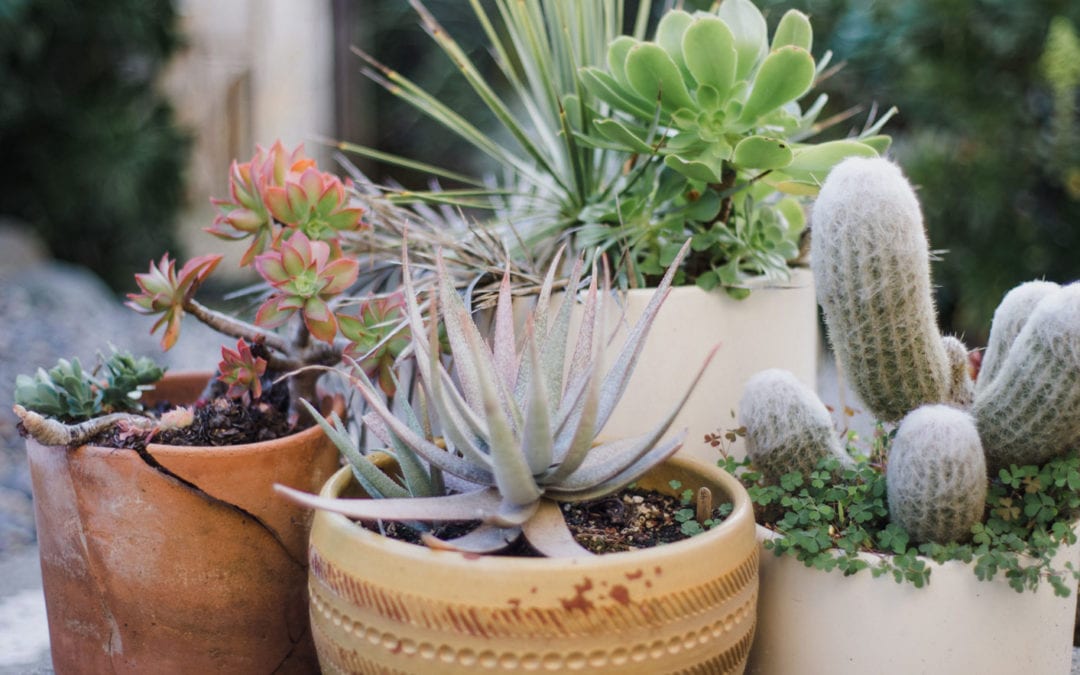 Growing Succulents San Antonio Rainbow Gardens Succulent