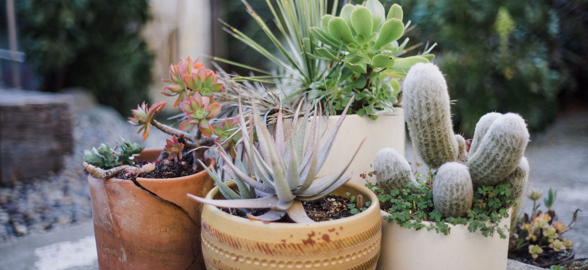 growing succulents san antonio rainbow gardens succulent