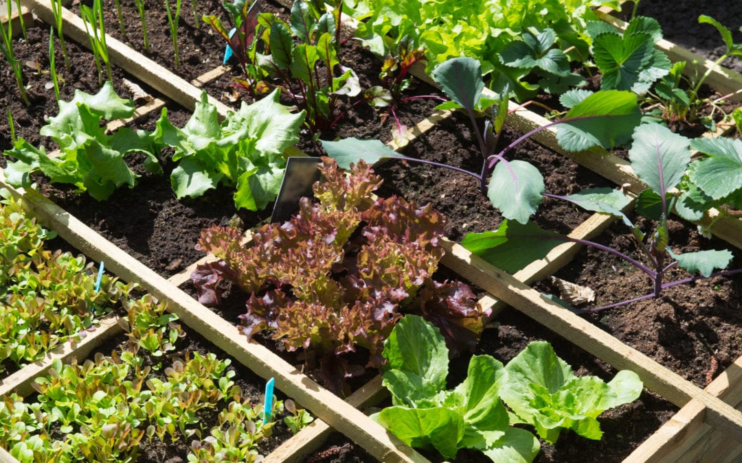 Harvesting Vegetables Tips and Tricks Growing Vegetables Rainbow Gardens