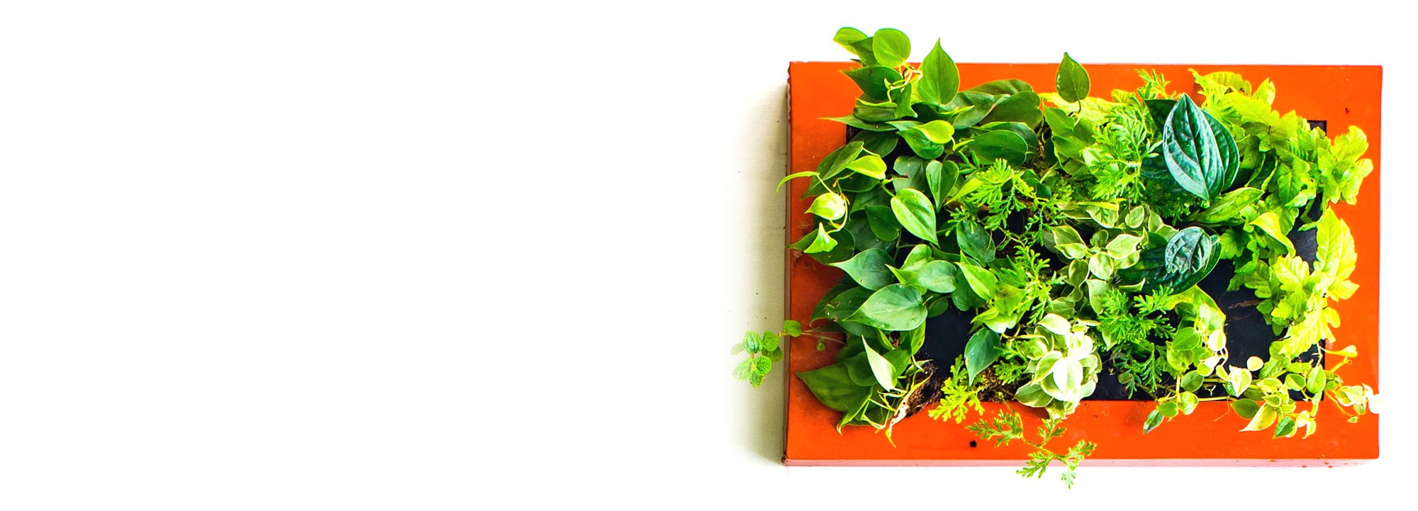 Rainbow Gardens Nursery San Antonio's Favorite Garden Center