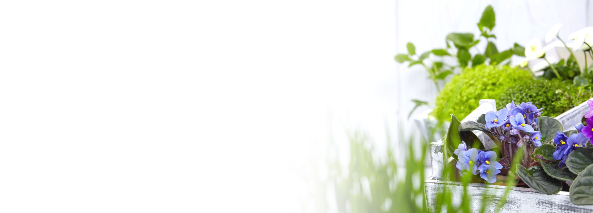 Rainbow Gardens Nursery San Antonio's Favorite Garden Center