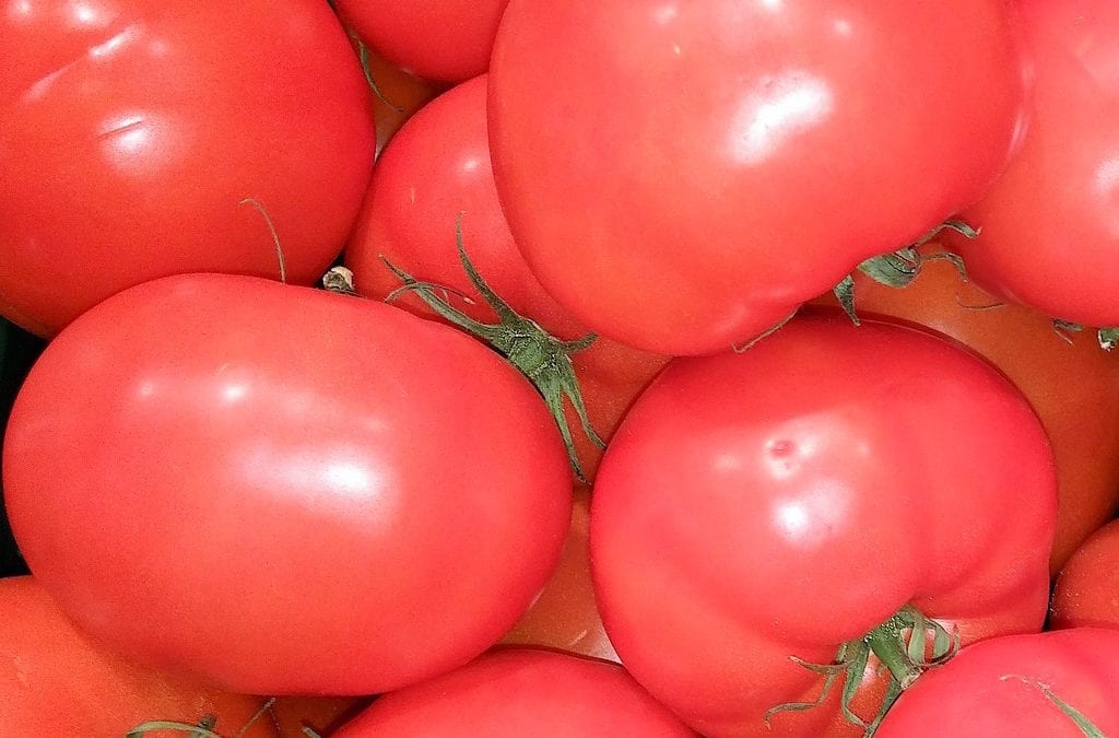 Disease can make your beautiful tomato plant quickly sucumb to death.