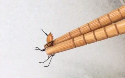 4 Ways to Control Garden Pests Naturally