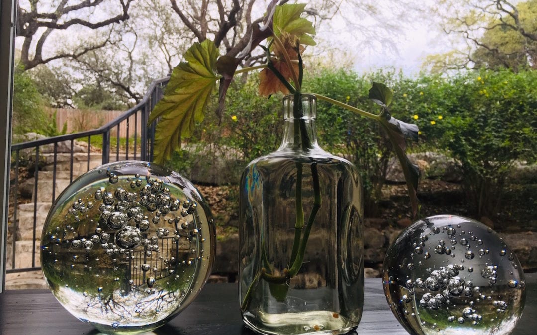 Plants can be propated in water.