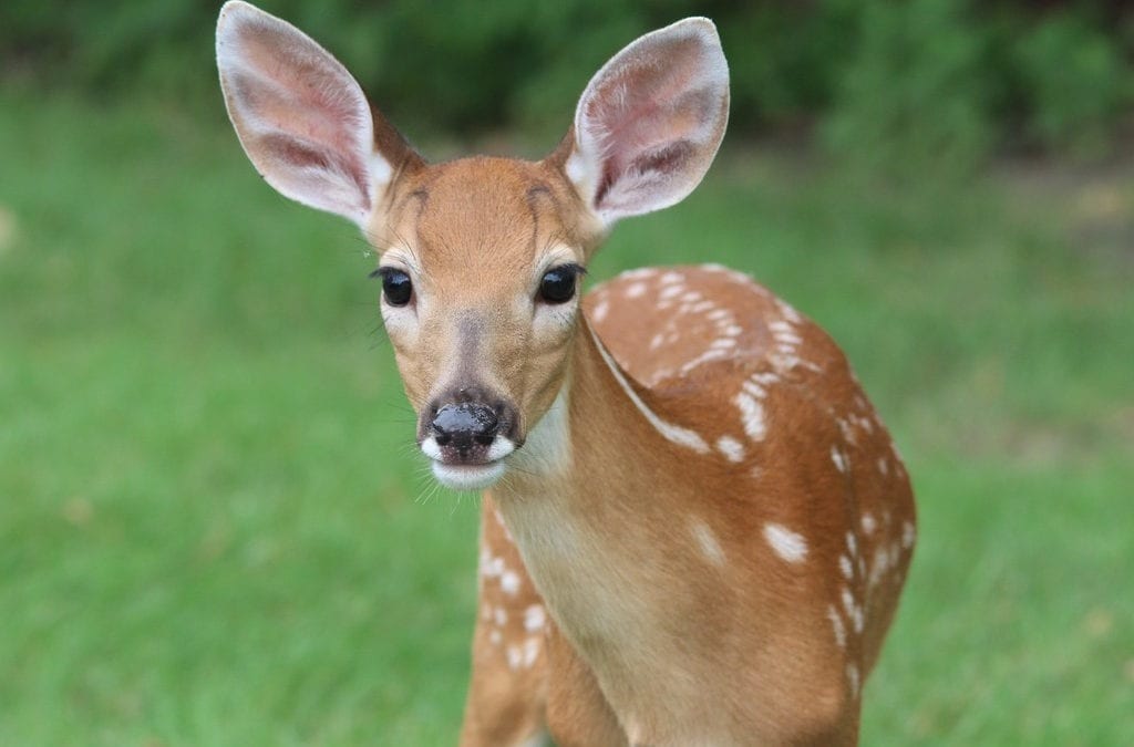 Choosing the right plants goes a long way in keeping deer away.