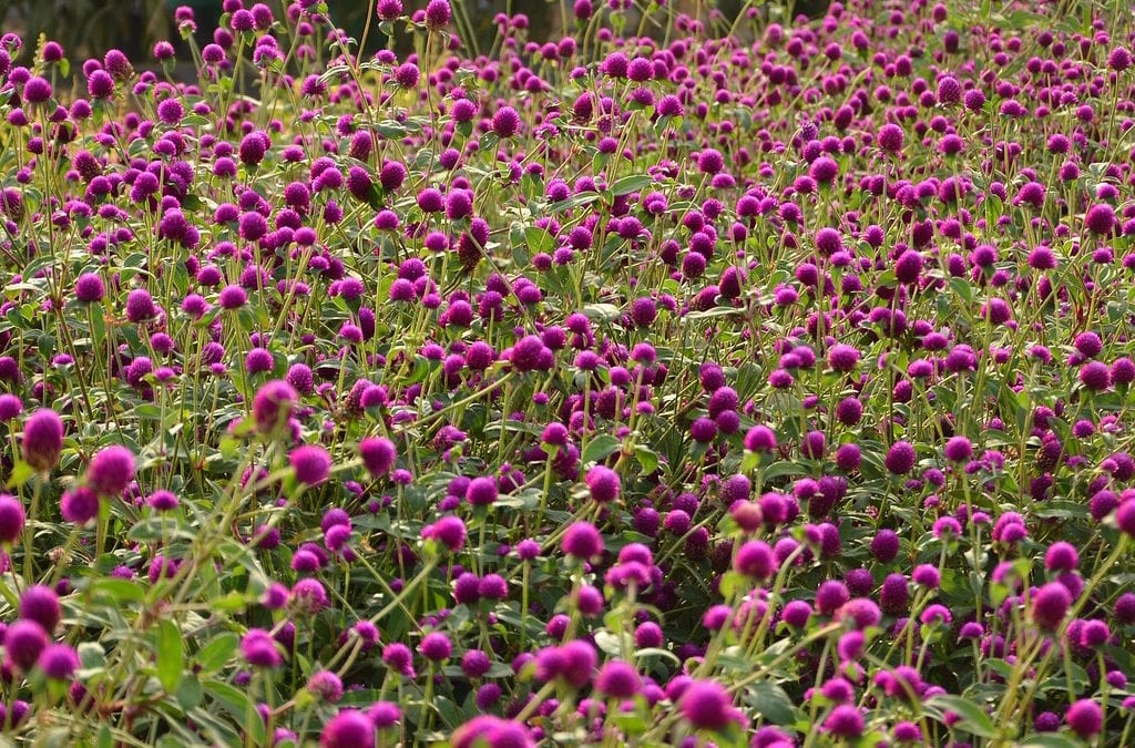 Choosing, Planting, Maintaining Annuals