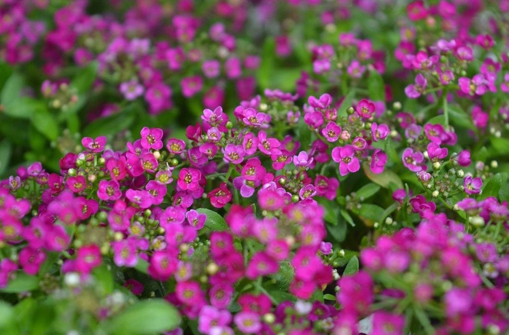 Planning and Prepping for Annual Beds