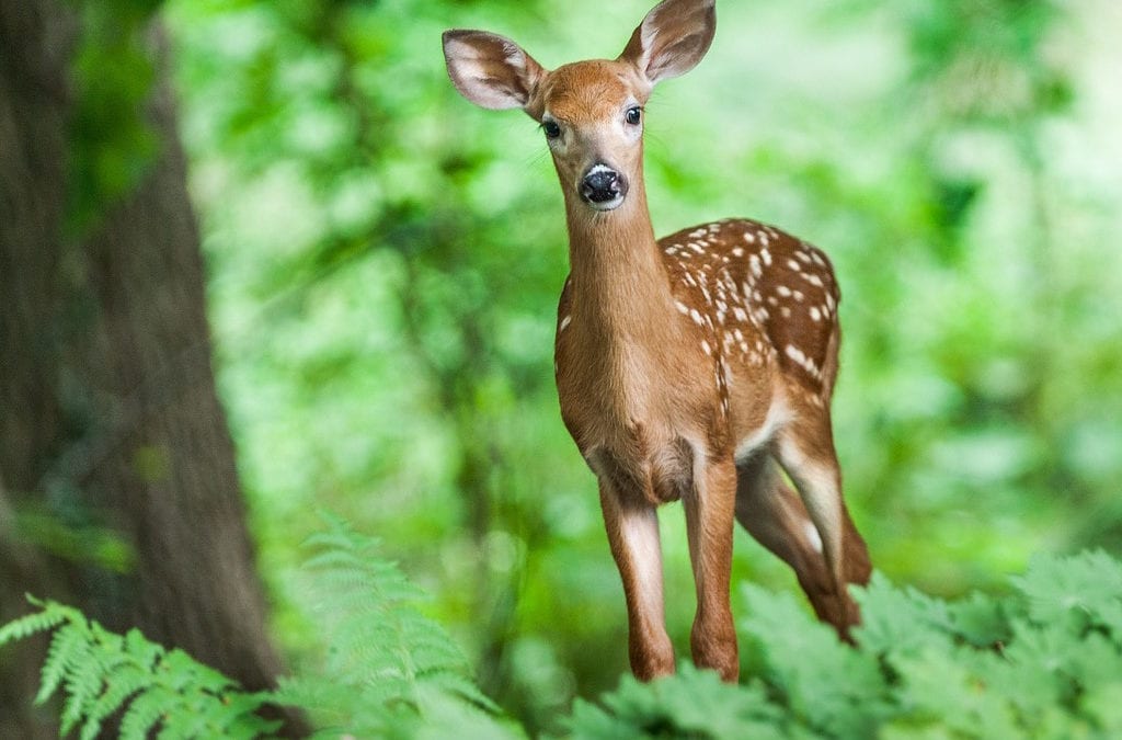 Best scare tactics for repelling deer San Antonio Texas