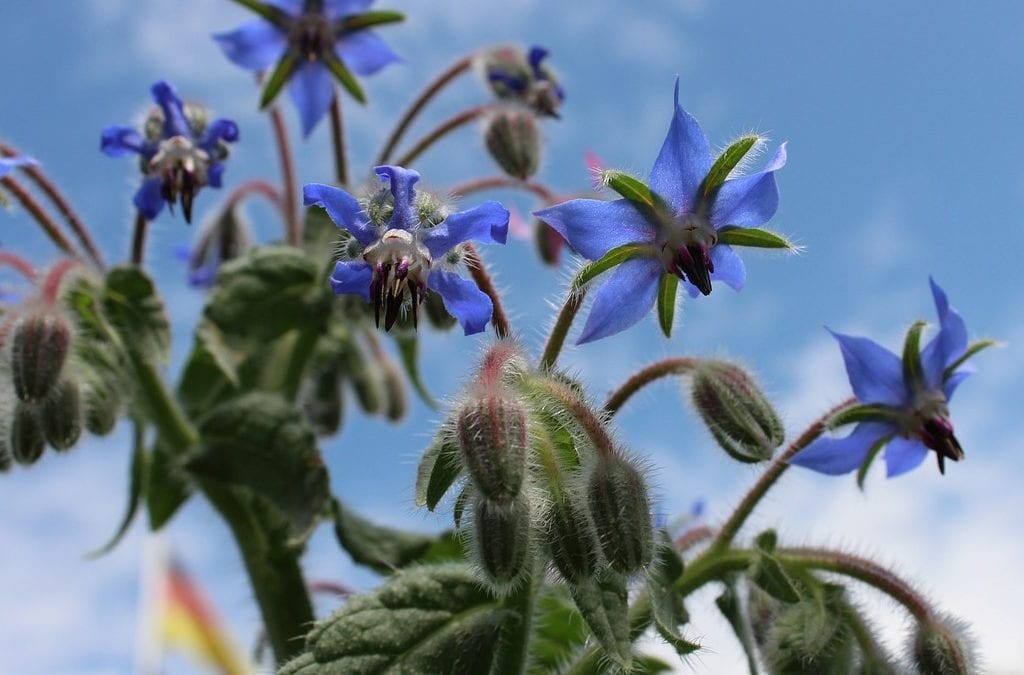 Borage is one of the cool weather loving herbs that has edible flowers.