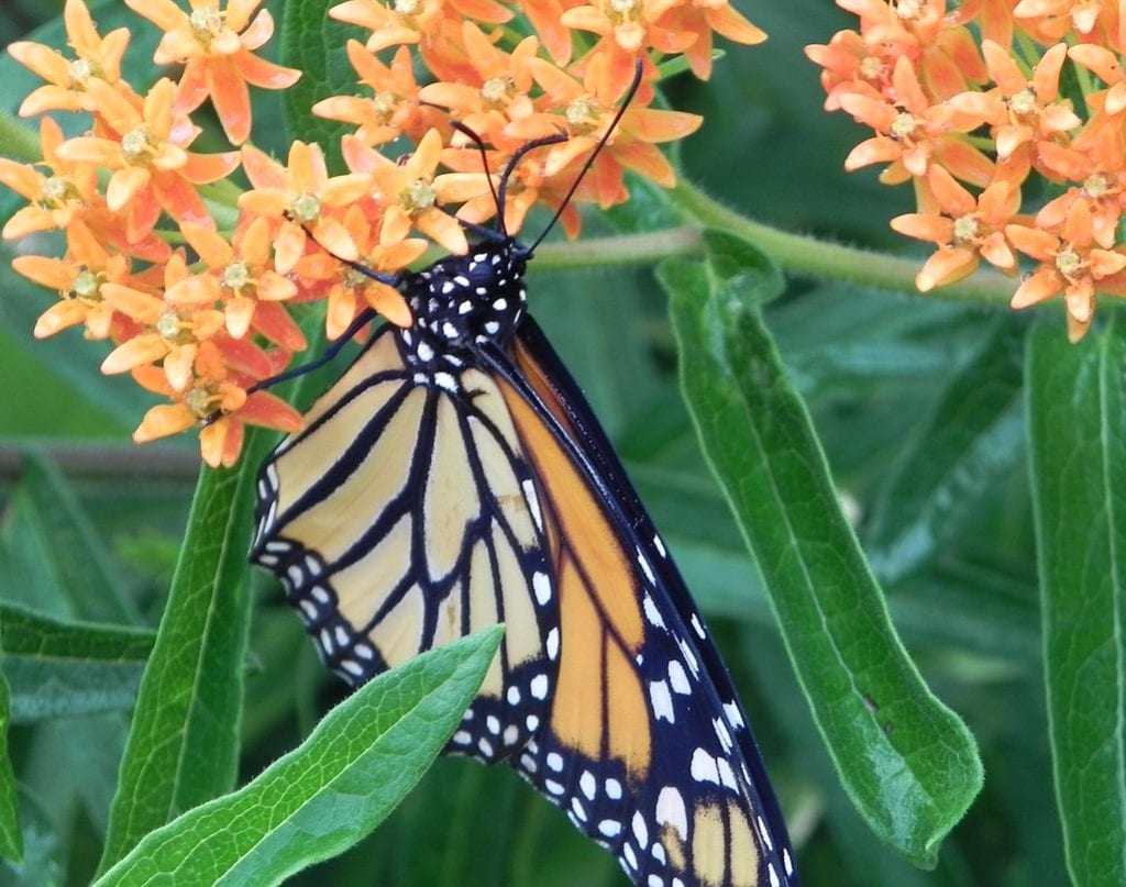Fall Monarch butterfly on a host/nectar pollinator milkweed which is a SAWS approved coupon plant