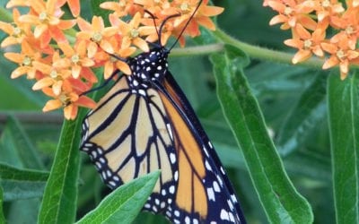 Create a Butterfly Garden with SAWS WaterSaver Landscape Coupons