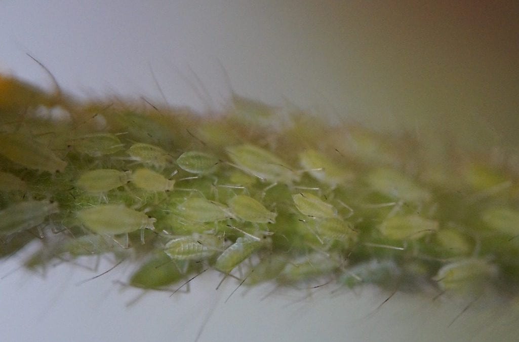 Garden pests that suck include these aphids