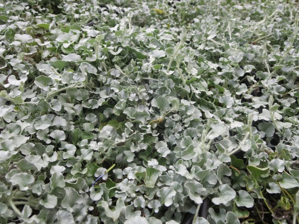 You'll find Silver Ponyfoot growing as groundcovers in medians of shopping centers all over San Antonio. The silver foliage is stunning.