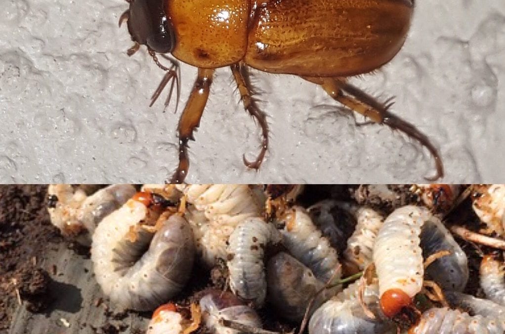 Lawn Pests Grubs Identification Damage Prevention Treatment