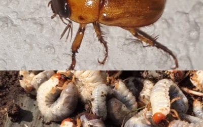Grubs in Warm Season Turf Grasses