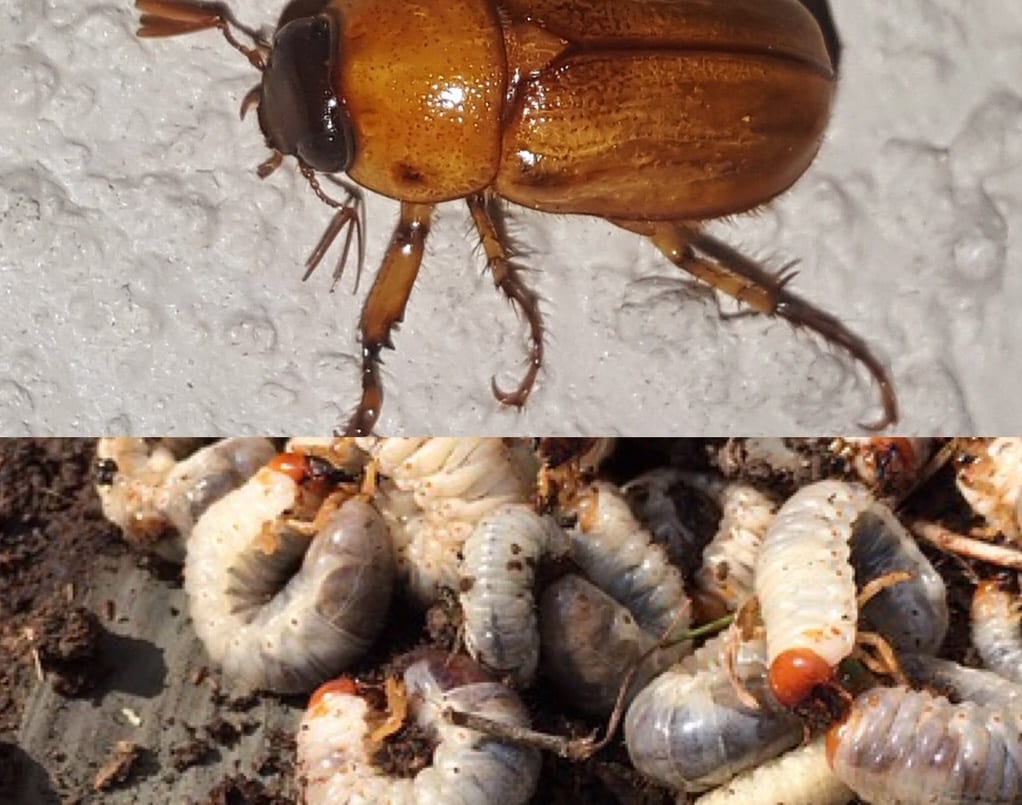 Grubs in Warm Season Turf Grasses