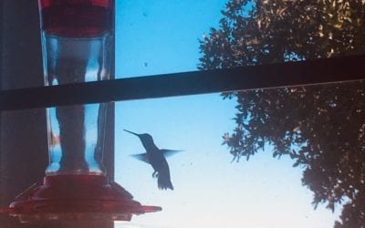 Keep Those Hummingbird Feeders Extra Clean