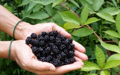 Blackberries: Summer Pruning is Essential
