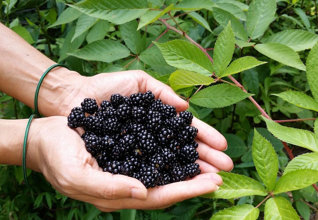 Pruning Blackberries Growing Blackberries Successfully at