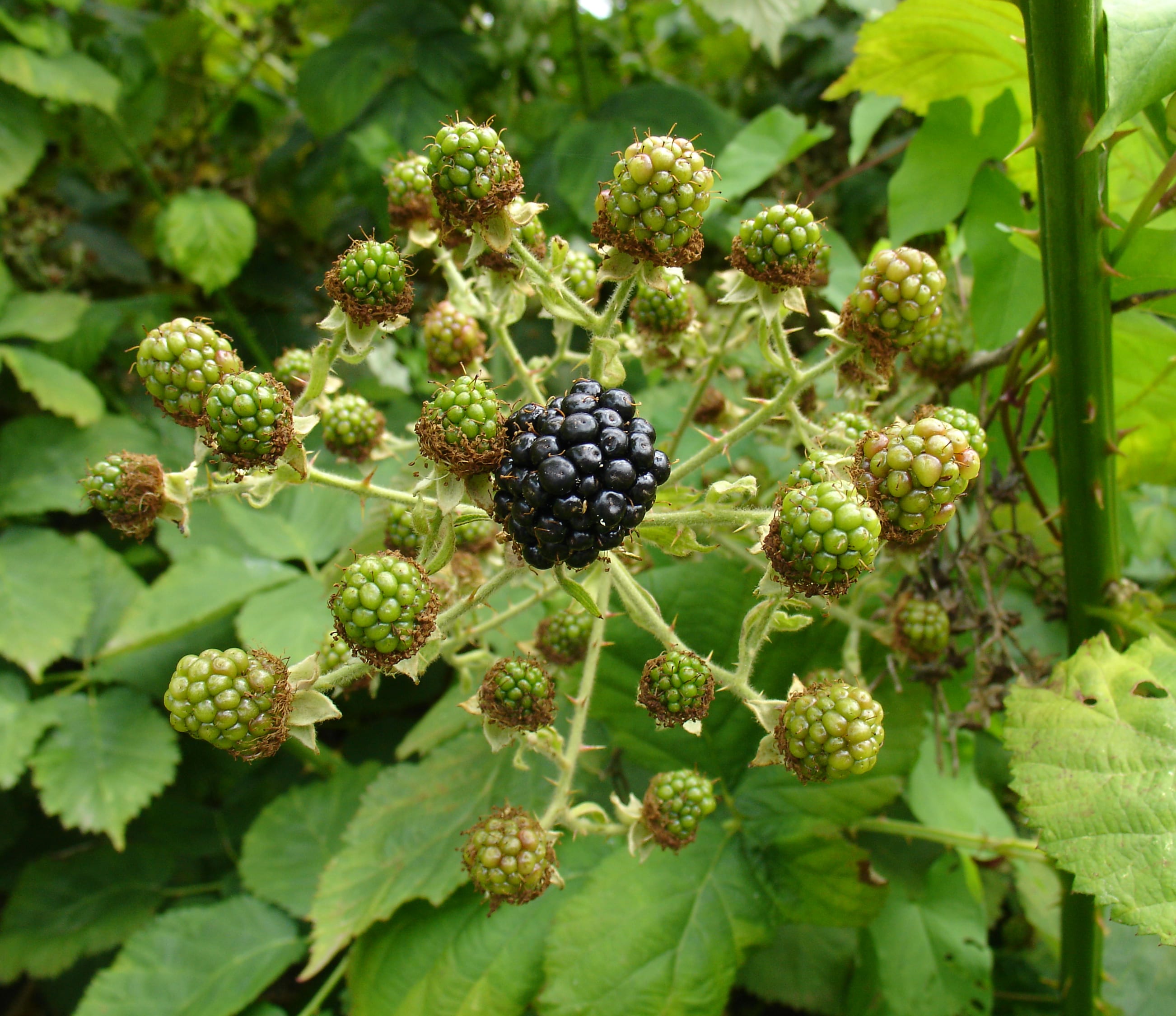 Pruning Blackberries Growing Blackberries Successfully at