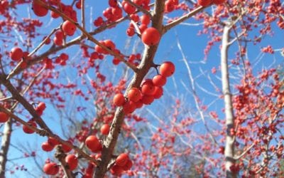 SAWS Watersaver Landscape Coupon: 5 Reasons