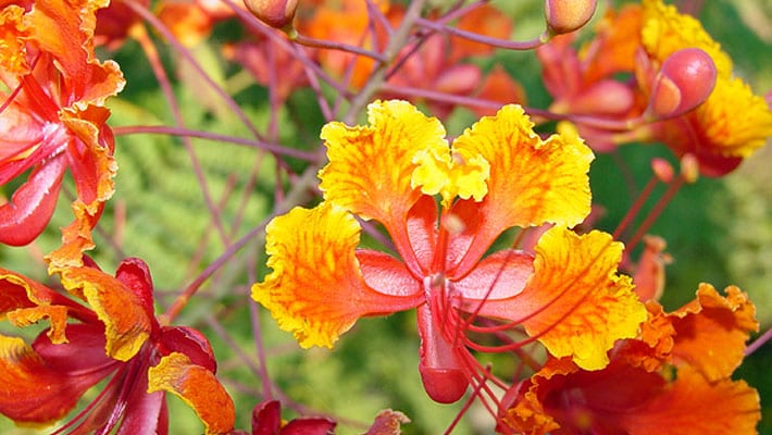 Pride of Barbados is a grogeous example of a plant eligible for SAWS Watersaver Landscape Coupon.
