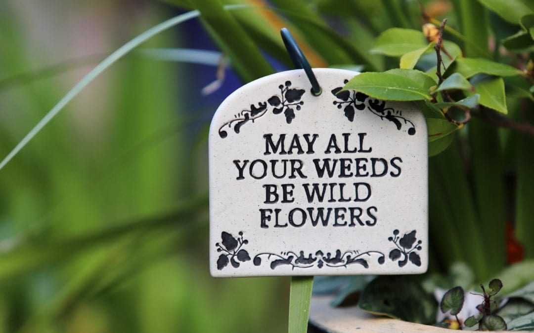 Preventing weeds with preemergents in South Texas Lawns