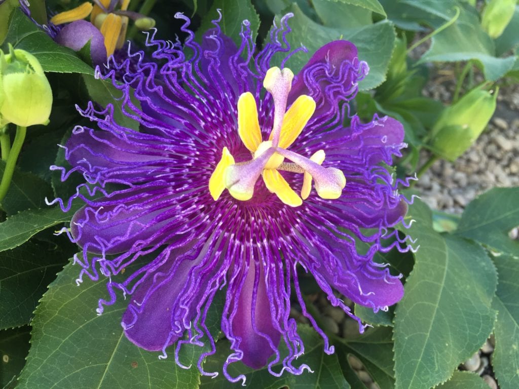 Passionvine is a host plant to many Gulf Frittilary butterflies.