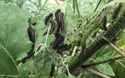 Rainbow Gardens’ Favorite Host Plants For Butterflies In San Antonio