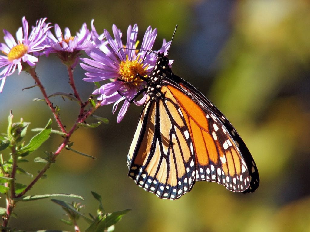 Butterfly eating aster