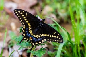 butterfly-swallowtails Swallowtails love plants in the carrot family for host plants.