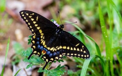 Pollinator Garden Tried and True Butterfly Picks