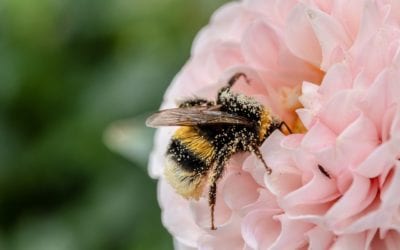 Pollinators: Unique, Fun Facts