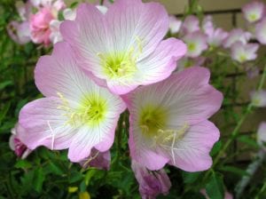 wildflowers-wildflower-primrose-showy-evening Showy Primrose is a fragrant wildflower that pops up right after bluebonnets in Texas.